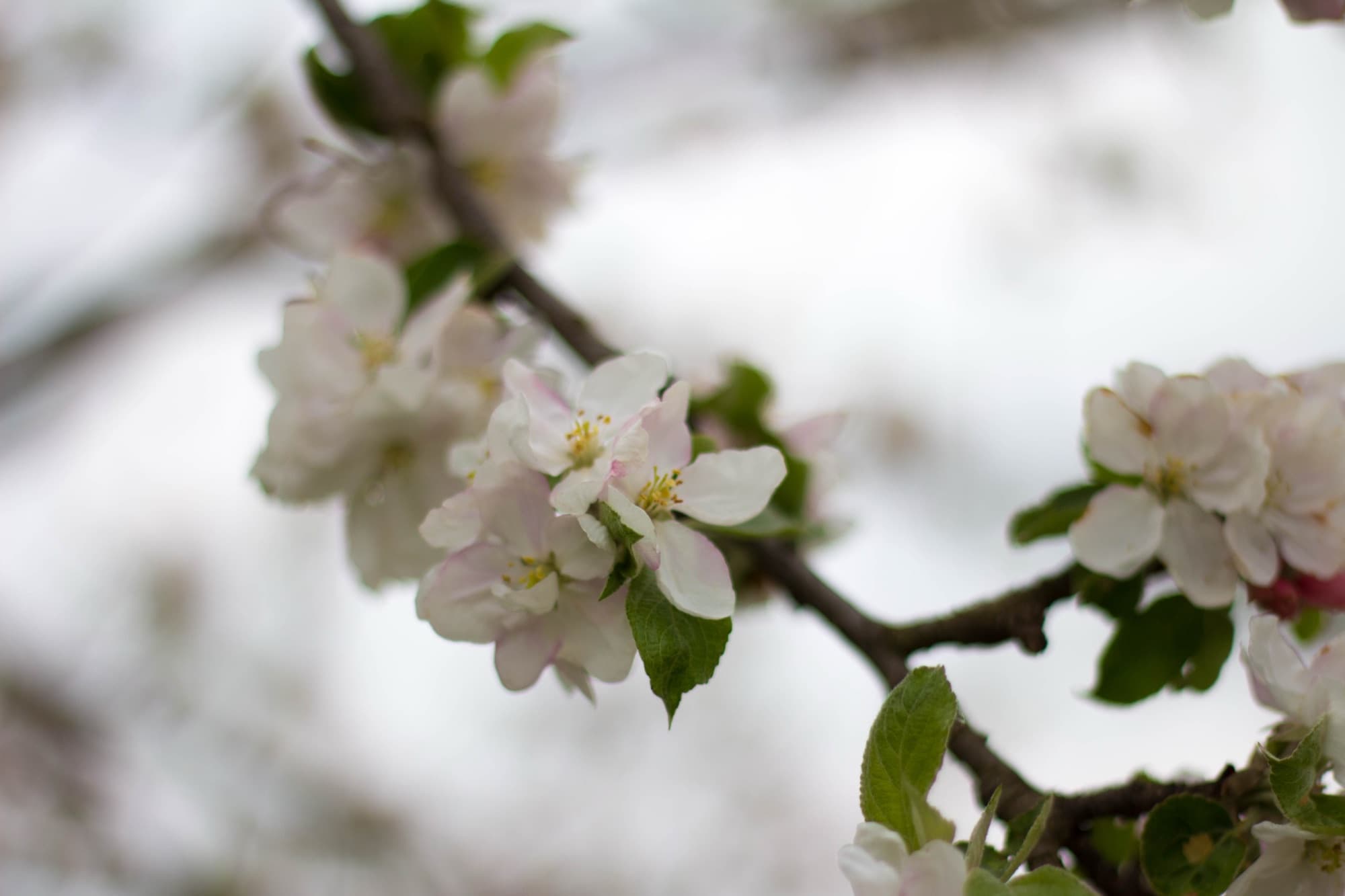 Blühende Obstbäume im Frühling