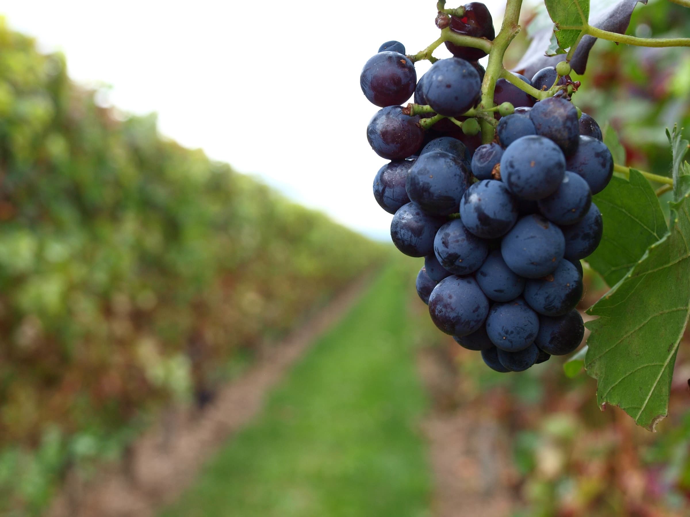 Reife Trauben in den Weinbergen der Pfalz